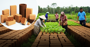 Coco Peat Bricks: A Cleaner, Greener Growing Medium