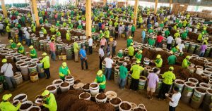 Inside the Booming Market of Cocopeat Powder Suppliers