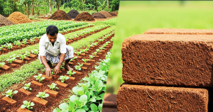 cocopeat bricks in bio-based agriculture